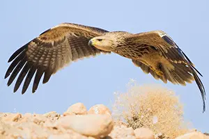 Eastern Imperial Eagle Prints: Eastern Imperial Eagle