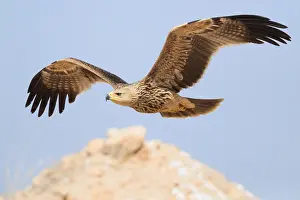Eastern Imperial Eagle Prints: Eastern Imperial Eagle
