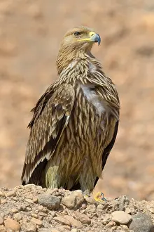 Eastern Imperial Eagle Prints: Eastern Imperial Eagle