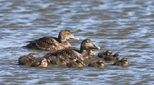 Framed Print : Common Eider Print: Mother with Young Framed Print : Common Eider Print: Mother with Young