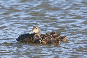 Common Eider Bird Prints: Eider, Common Eider