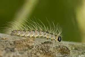 Print of Oak Procession Caterpillars