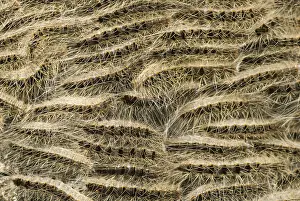 Thaumetopoea Processionea Prints: Eikenprocessierups, Oak procession caterpillar, Thaumetopoea proc