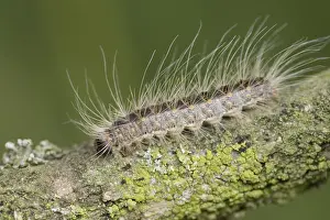 Print of Eikenprocessierups (Oak procession caterpillar) by Agami