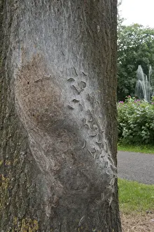 Thaumetopoea Processionea Prints: Eikenprocessierups, Oak Processionary, Thaumetopoea processionea