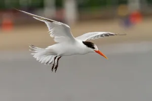 Framed Print : Elegant Tern Print from Agami Framed Print : Elegant Tern Print from Agami