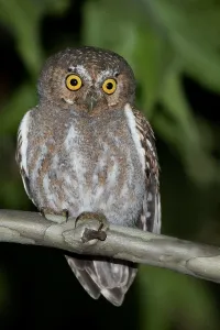North America Bird Life Prints: Elf Owl
