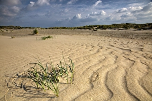 European Coastal Environment Prints: Embryonic dune