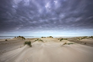 Wadden Sea Nature Reserve Prints: Embryonic dune