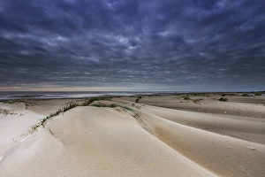 Low Tide Mudflats Europe Prints: Embryonic dune