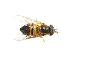 European Hoverfly Prints: Epistrophe eligans