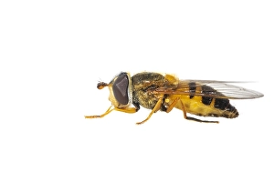European Hoverfly Prints: Epistrophe eligans
