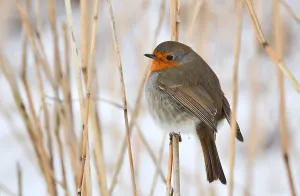 Erithacus Rubecula Images Prints: Erithacus rubecula