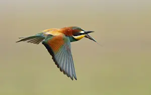 Merops Apiaster Images Prints: Euopean Bee-eater, Merops apiaster