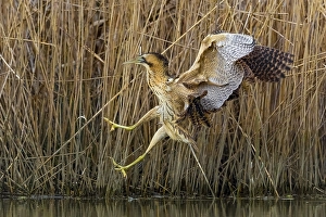 Botaurus Stellaris Habitat Prints: Eurasian Bittern, Botaurus stellaris