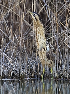 Botaurus Stellaris Habitat Prints: Eurasian Bittern, Botaurus stellaris