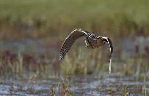 Botaurus Stellaris Prints: Eurasian Bittern, Botaurus stellaris