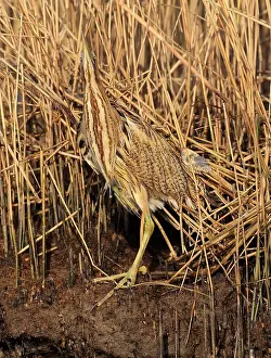 Botaurus Stellaris Habitat Prints: Eurasian Bittern, Botaurus stellaris