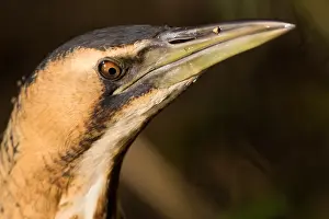 Botaurus Stellaris Prints: Eurasian Bittern, Botaurus stellaris