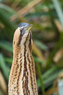 Nature Photography Switzerland Prints: Eurasian Bittern, Botaurus stellaris