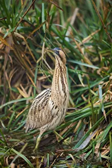 Botaurus Stellaris Prints: Eurasian Bittern, Botaurus stellaris