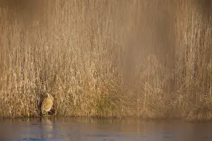 Outdoor Wildlife Photography Tips Prints: Eurasian Bittern, Botaurus stellaris