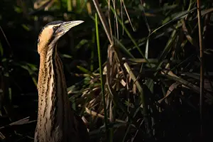 Botaurus Stellaris Prints: Eurasian Bittern, Botaurus stellaris