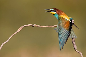 Merops Apiaster Species Prints: European Bee-eater, Merops apiaster