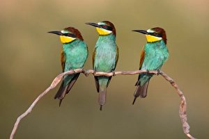 Bee Eater Perched Branch Prints: European Bee-eater, Merops apiaster