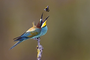 Merops Apiaster Species Prints: European Bee-eater, Merops apiaster
