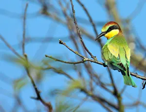 Merops Apiaster Habitat Prints: European Bee-eater, Merops apiaster