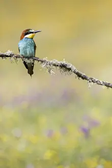 Merops Apiaster Species Prints: European Bee-eater, Merops apiaster