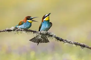 European Bird Species List Prints: European Bee-eater, Merops apiaster