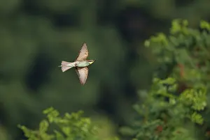 Wildlife Fauna Europe Prints: European Bee-eater;Merops apiaster