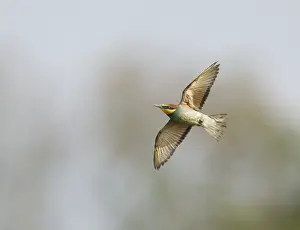 European Bee-eater Print: Fledgling in Flight Over Colony