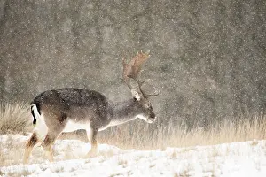 European Fallow Deer Prints: Fallow deer, Dama dama