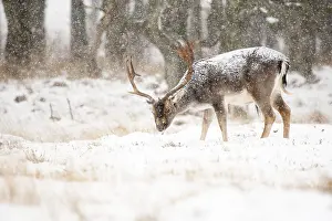 European Fallow Deer Prints: Fallow deer, Dama dama