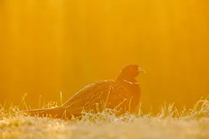 Phasianus Colchicus Images Prints: Fazant; Common Pheasant;
