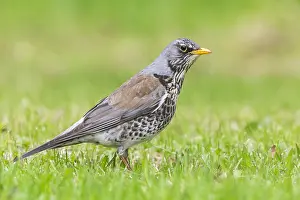 Birdwatching In Europe Prints: Fieldfare