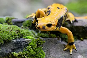 Fire Salamander Prints: Fire salamander