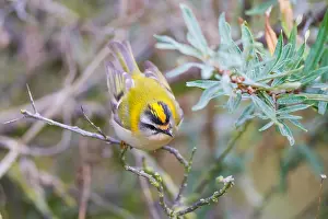 Firecrest Bird Prints: Firecrest, Regulus ignicapilla