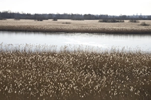 European Wetlands Prints: Flevopolder