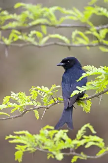 Framed Print : Fluweeldrongo Print - Fork-tailed Drongo Image Framed Print : Fluweeldrongo Print - Fork-tailed Drongo Image