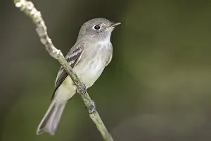 Least Flycatcher Adult Print, Galveston County Texas May 2014