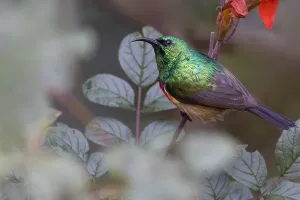 Forest Bird Species Prints: Forest Double-collared Sunbird, Cinnyris fuelleborni