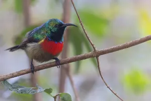 Forest Bird Species Prints: Forest Double-collared Sunbird, Cinnyris fuelleborni