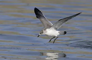 Juvenile Bird Photos Prints: Franklins Meeuw, Franklin's Gull, Leucophaeus pipixcan