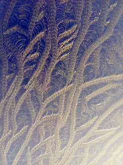 Cold Weather Photography Prints: Frost on window