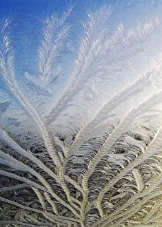 Frosty Winter Scene Prints: Frost on window