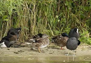 European Duck Species Prints: Gadwall, Anas strepera